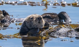 Mission Seeotter - Rettung für Kaliforniens Kelpwälder