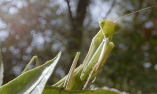 Mysterious Origins of Insects