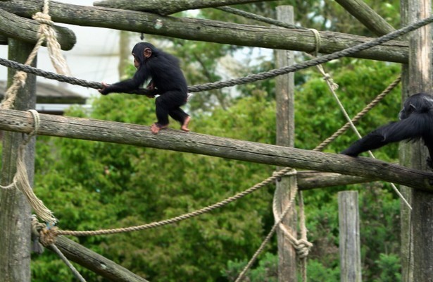 Still uit Op Safari