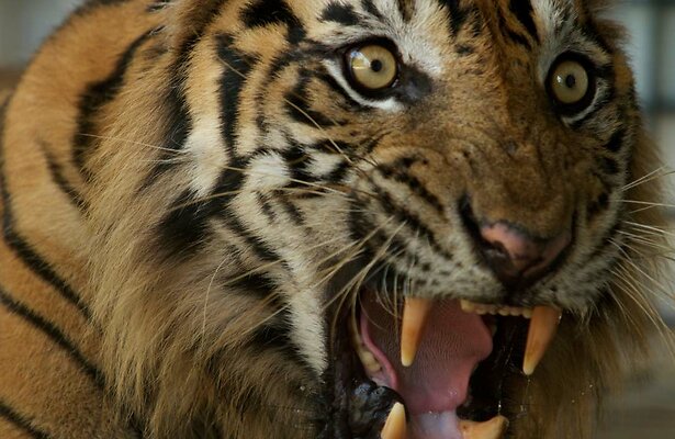 Tijger
