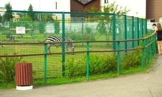 Plus grands, plus fous : les nouveaux défis du zoo de Beauval