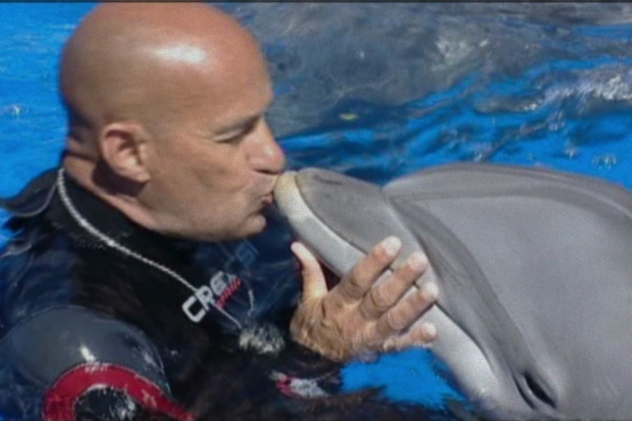 ¿Qué le Pasó al Rey de los Delfines?
