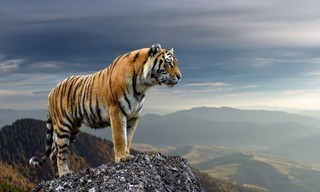 Russia's Wild Tiger