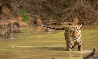 Tiger Queen of Taru
