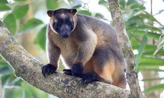 Tree Kangaroos: Ghosts of the Forest