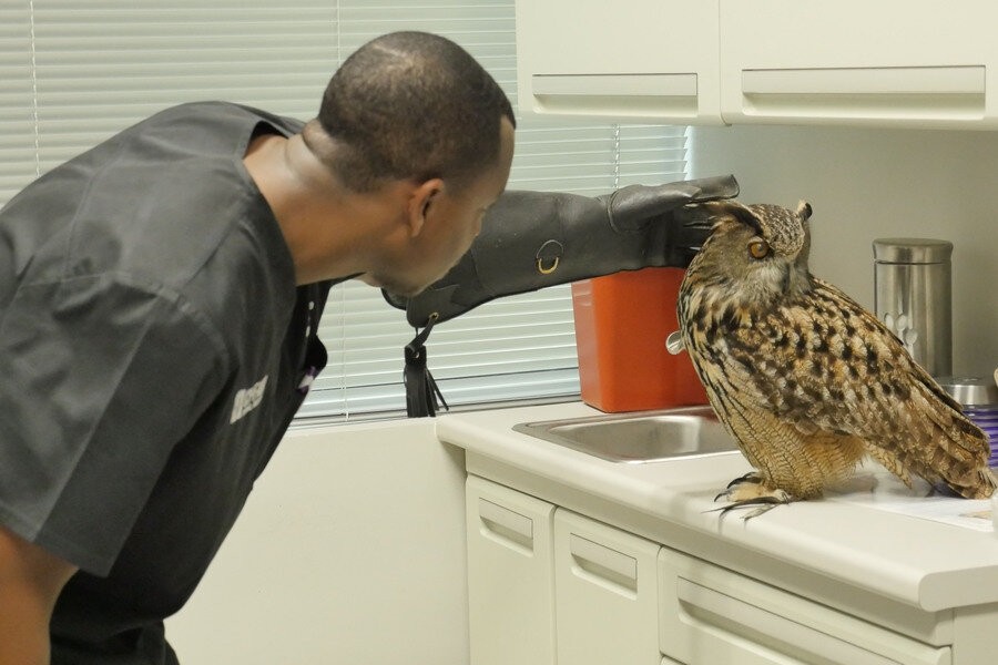 The vet life