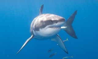 World's Biggest Sharks