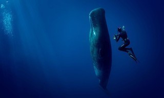 Abtauchen mit Giganten - Pottwale hautnah