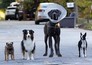 Doggy Style