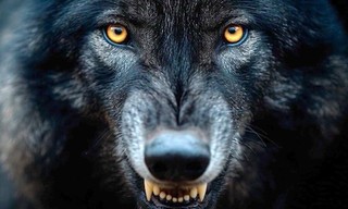Fabelhafte Artgenossen - Der Wolf