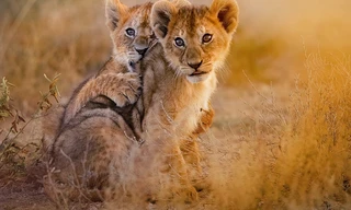 Babydieren