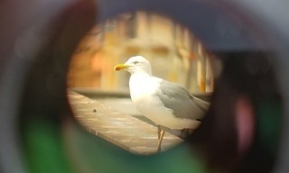planet e.: Wenn Vögel die Stadt erobern