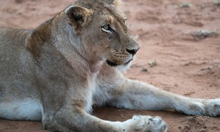 Predator v prey