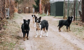 Re: Türkei - Straßenhunde im Visier