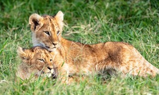 War of the Lions