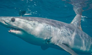 World's Biggest Mako