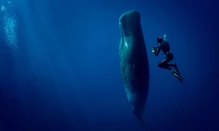 Abtauchen mit Giganten - Pottwale hautnah