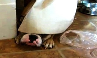 Bad dog!