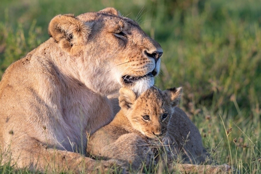 Big Cat Tales