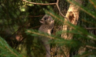 Der Kobold und der Förstersmann - Auf der Suche nach dem Siebenschläfer