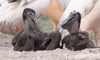 Die Pelikan-Insel - Geheimnis in Russlands Steppe
