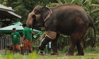 Geo Reportage: Das Elefantenkrankenhaus von Thailand