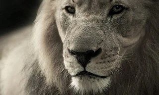 South Africa: Cradle of Killers