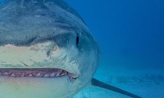 Supersized Sharks