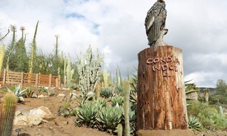 The Zoo: San Diego