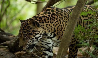 Wild Costa Rica