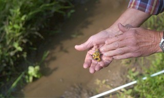 Wildernis onder water