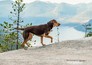 A Dog's Way Home