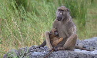 Baboons: Rules of the Troop