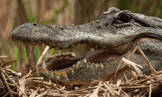 Battle of the Swamp Dragons