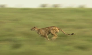 Big Cat Planet