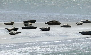 Die Halligen im Wattenmeer