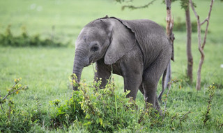 Elephant Planet
