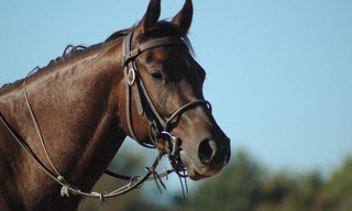 Equestrian