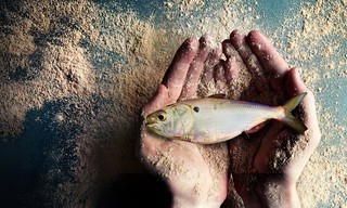 Fischmehl - ein schmutziges Business
