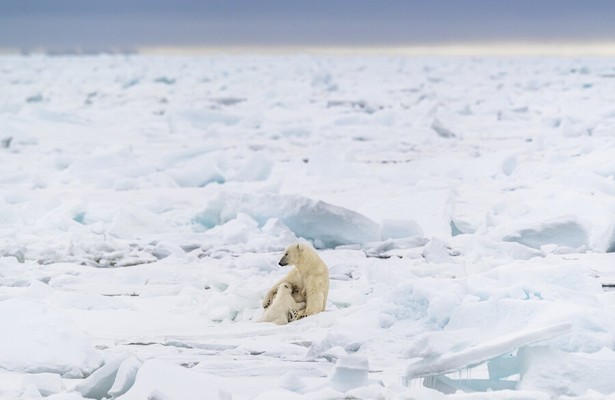 Frozen Planet II