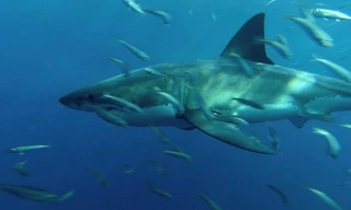 Invasion Of the Mega Sharks