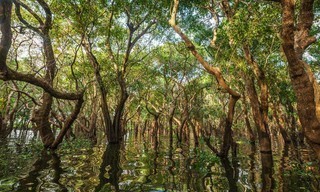 Kambodschas größter Regenwald - Die Rückkehr der Königsschildkröte
