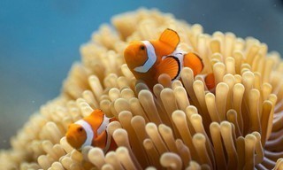 Ocean with David Attenborough