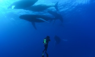 OceanXplorers
