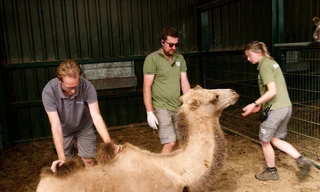 Op safari