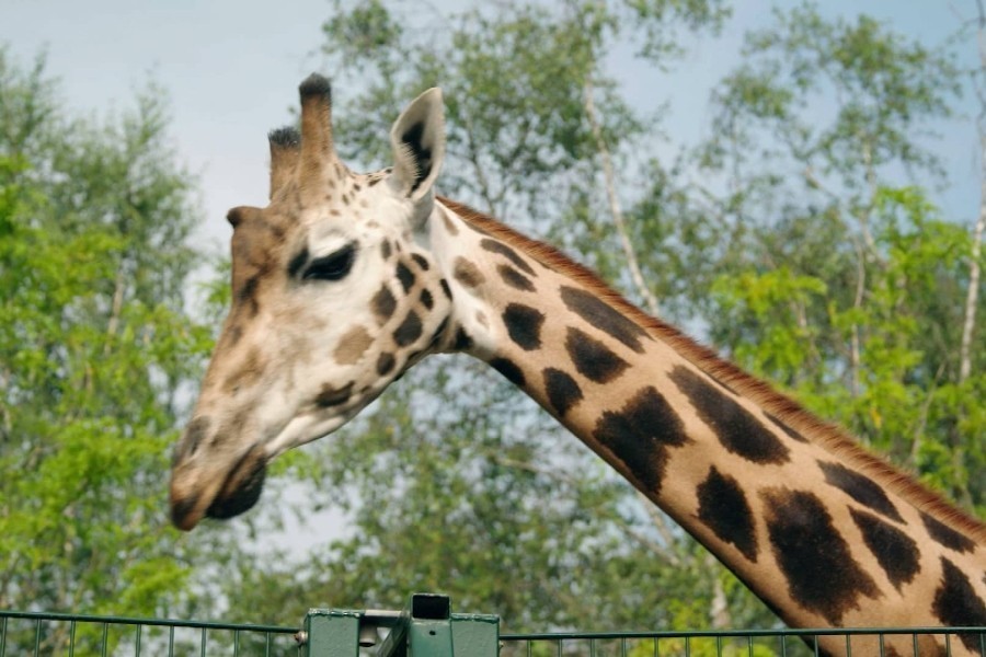 Op safari