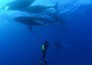 OceanXplorers