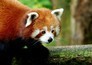 Op safari