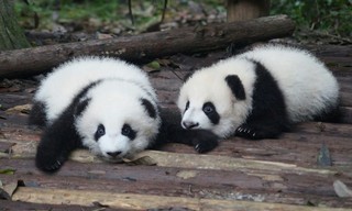 Panda School
