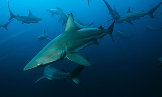 Shark week